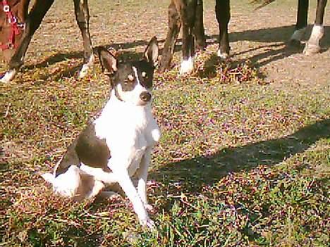 Dansk svensk gaardhund max billede 6