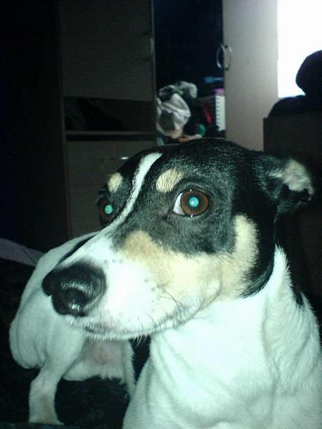 Dansk svensk gaardhund max billede 7