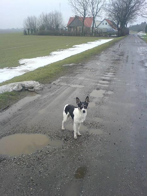 Dansk svensk gaardhund max billede 8