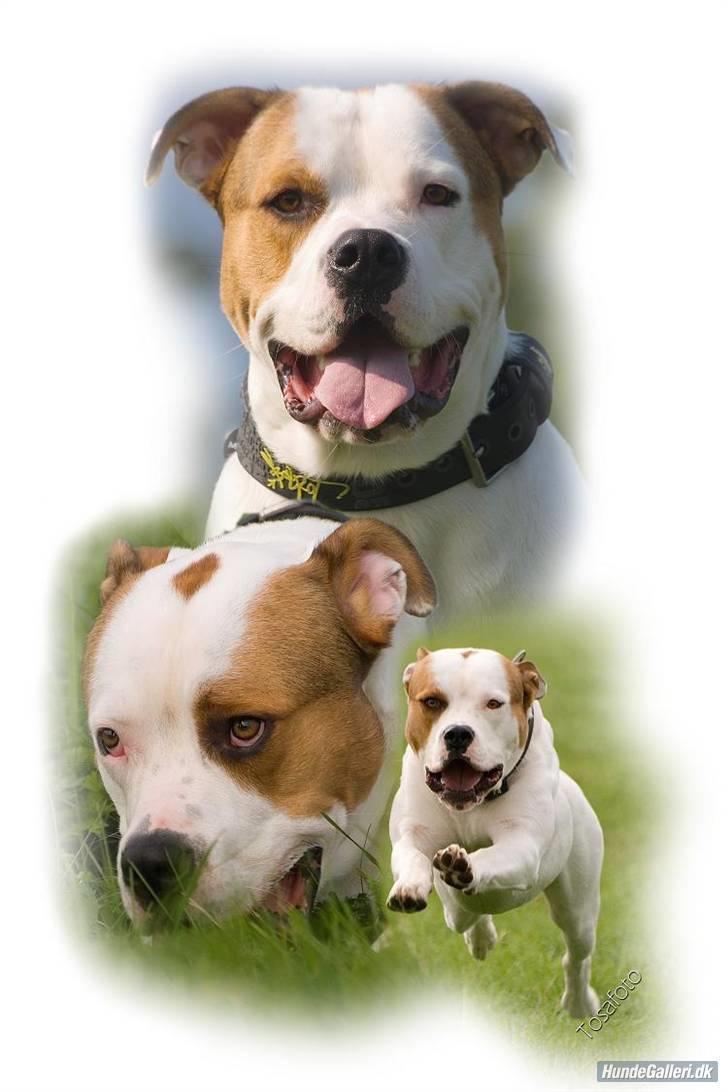 Blanding af racer (Bull/Rott) Morgan R.I.P - Morgan Min Dejlige Dreng billede 1