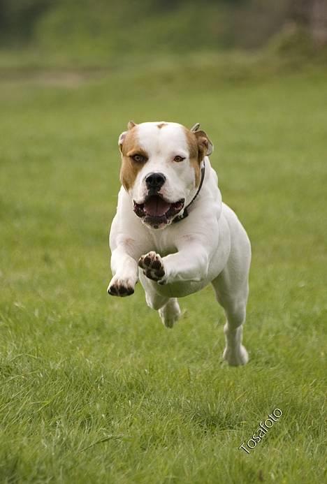 Blanding af racer (Bull/Rott) Morgan R.I.P - Jah det mig =D billede 2