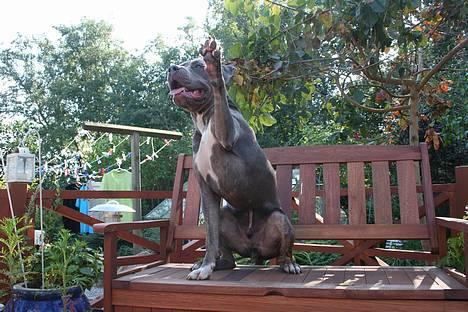 Amerikansk staffordshire terrier Tristan - Hey, hvaså der..  billede 17