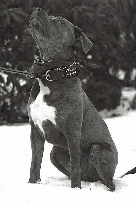 Amerikansk staffordshire terrier Tristan billede 18