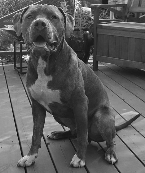 Amerikansk staffordshire terrier Tristan billede 19