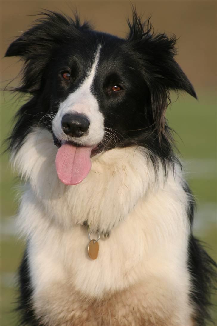 Border collie Aya *15.1.2003 - 12.1.2016* - Halløøøøøøj.... ;o) billede 1