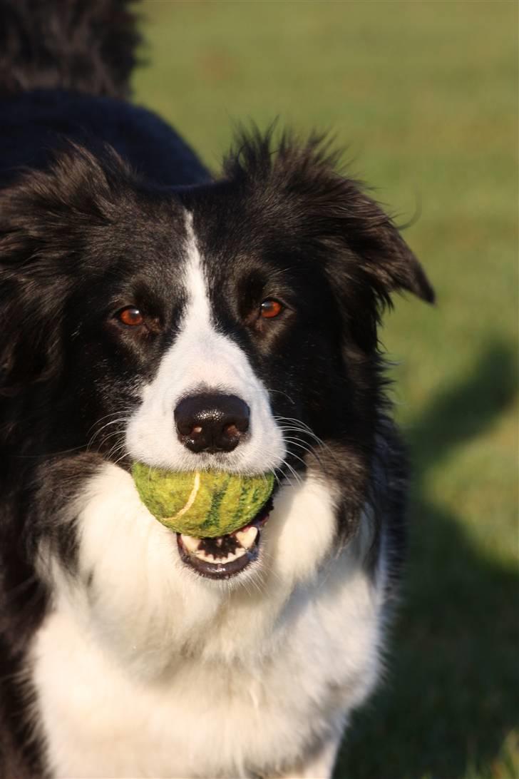 Border collie Aya *15.1.2003 - 12.1.2016* - Hvis du kaster bolden, så henter jeg den :-)) billede 2