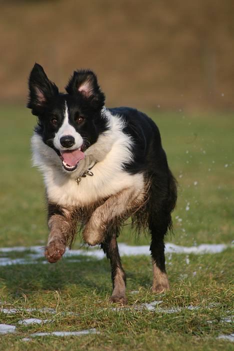 Border collie Aya *15.1.2003 - 12.1.2016* - Jaaah, fuld fart fremad...  billede 3