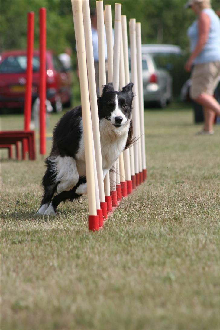 Border collie Aya *15.1.2003 - 12.1.2016* - Fuld fart gennem slalommen billede 4