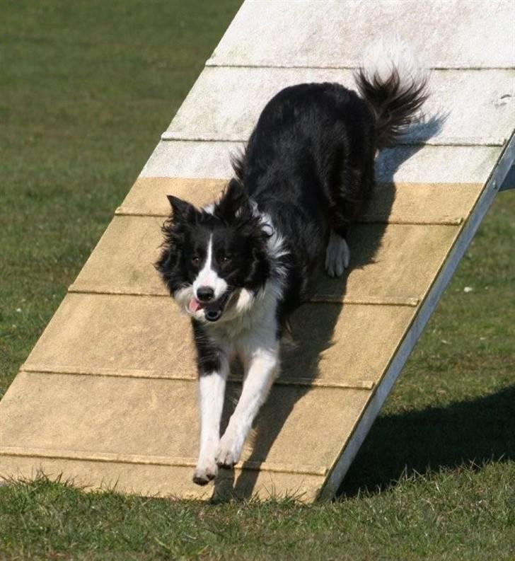 Border collie Aya *15.1.2003 - 12.1.2016* - Jeg har styr på det med felterne...  billede 7