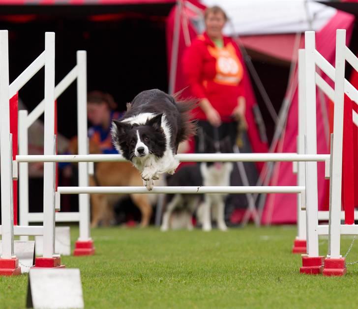 Border collie Aya *15.1.2003 - 12.1.2016* - Jeg smyger mig over springene... billede 8