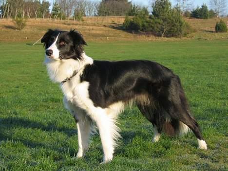 Border collie Aya *15.1.2003 - 12.1.2016* - Smukke mig billede 9