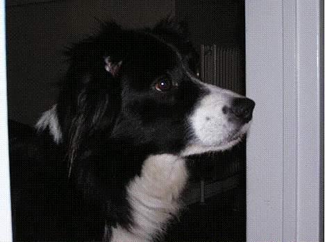 Border collie Lina - Ja køn det er hun billede 1
