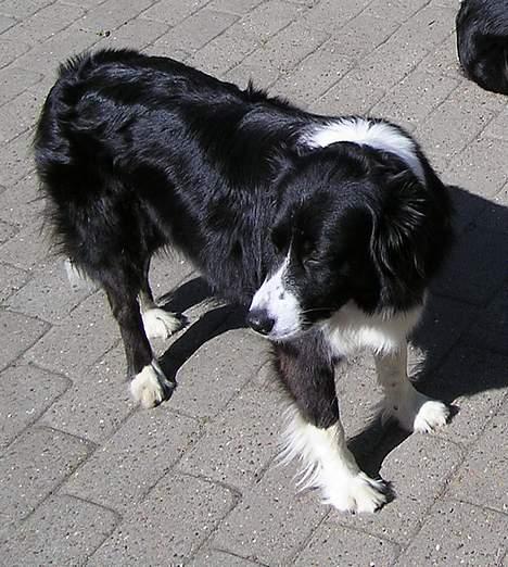 Border collie Lina - Jeg står bare her og kigger væk billede 2