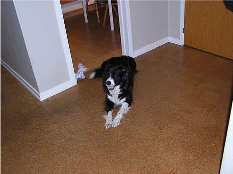 Border collie Lina - Slapper lidt af billede 3
