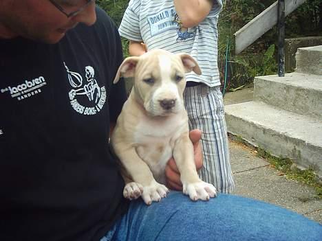 Amerikansk staffordshire terrier obelix billede 12
