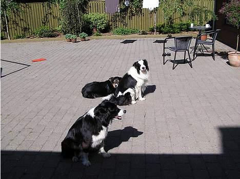 Border collie Lina - Lina i forgrunden..og søn imellemgrunden og Ici ibaggrunden billede 4