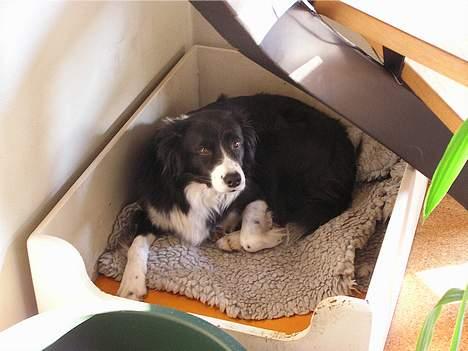 Border collie Lina - Lina i hendes kurv.. billede 5