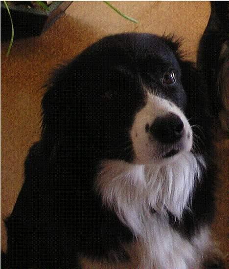 Border collie Lina - Er jeg ik sød.. billede 6