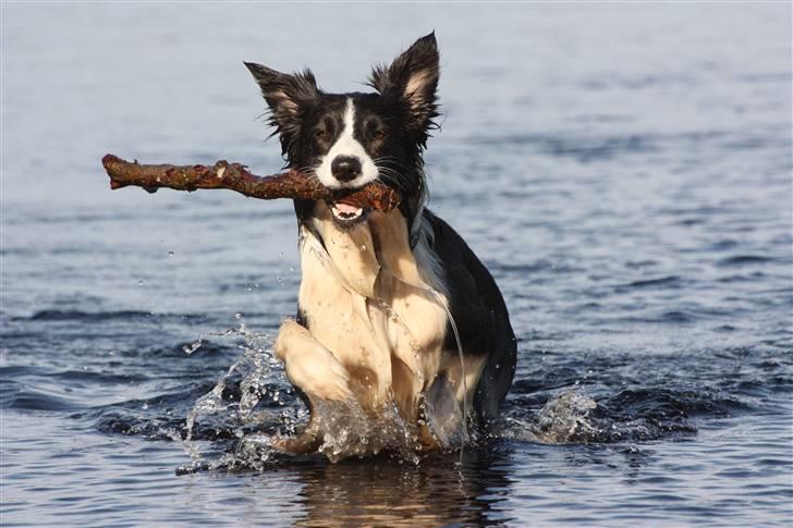 Border collie Aya *15.1.2003 - 12.1.2016* - Æææææælsker vand og pinde :o) billede 10