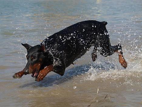 Dobermann Rocky-Dobi Deby R.I.P. - Der var en fisk! ANGRIB! billede 12