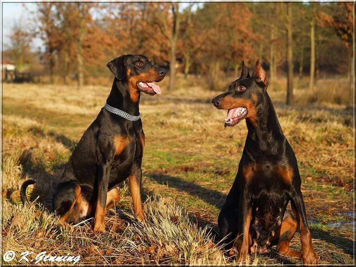 Dobermann Rocky-Dobi Deby R.I.P. - Sheila med sin søn Sammy 4/12-2007 billede 13