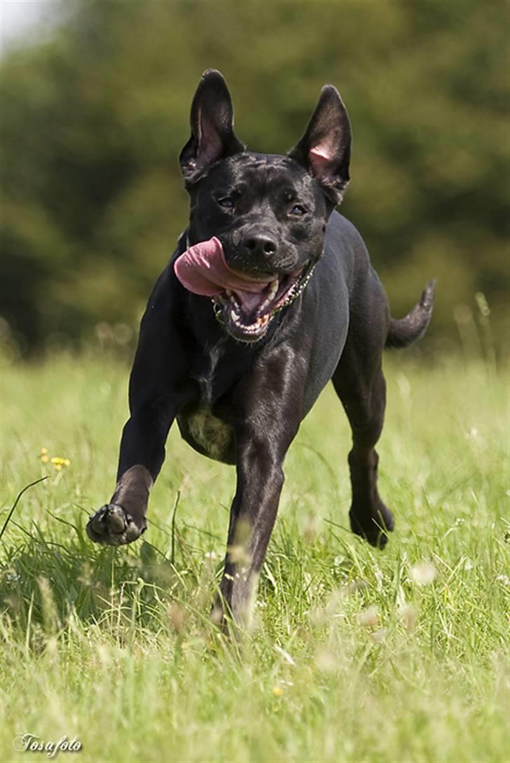 Blanding af racer Zasja *R.I.P.* :'-( - Velkommen til min profil billede 1