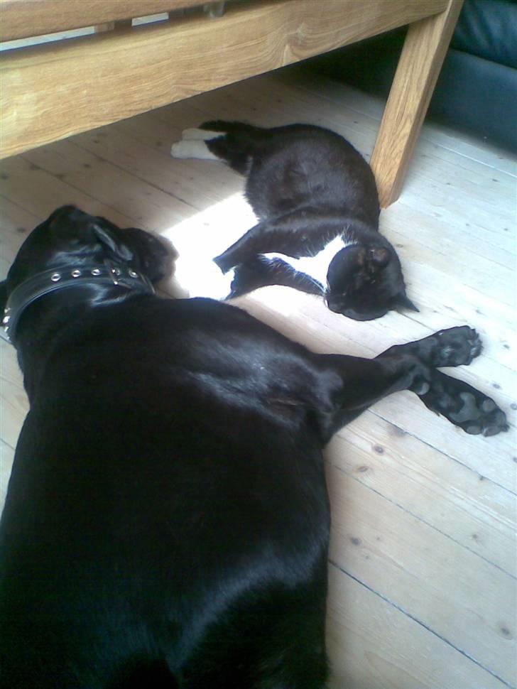 Blanding af racer Zasja *R.I.P.* :'-( - her ligger jeg så og nyder livet sammen med Huxie:-) billede 2