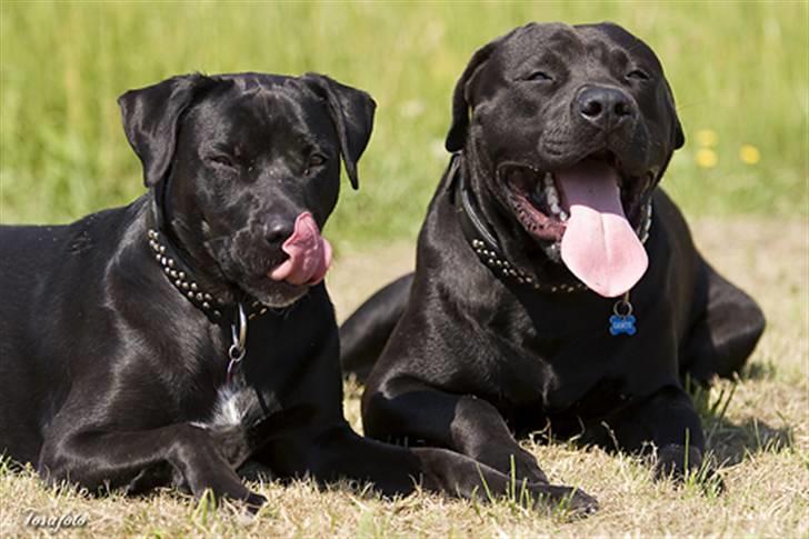 Blanding af racer Zasja *R.I.P.* :'-( - Mig og Ganto som fotomodeller billede 3