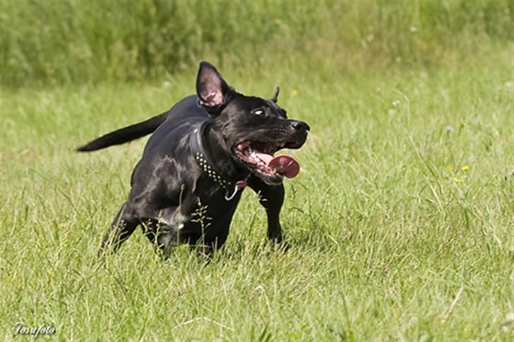 Blanding af racer Zasja *R.I.P.* :'-( - Mig i fuld fart på en varm sommerdag billede 4