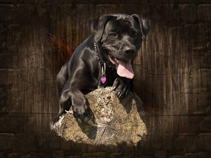 Blanding af racer Zasja *R.I.P.* :'-( - Her er jeg:-) billede 5