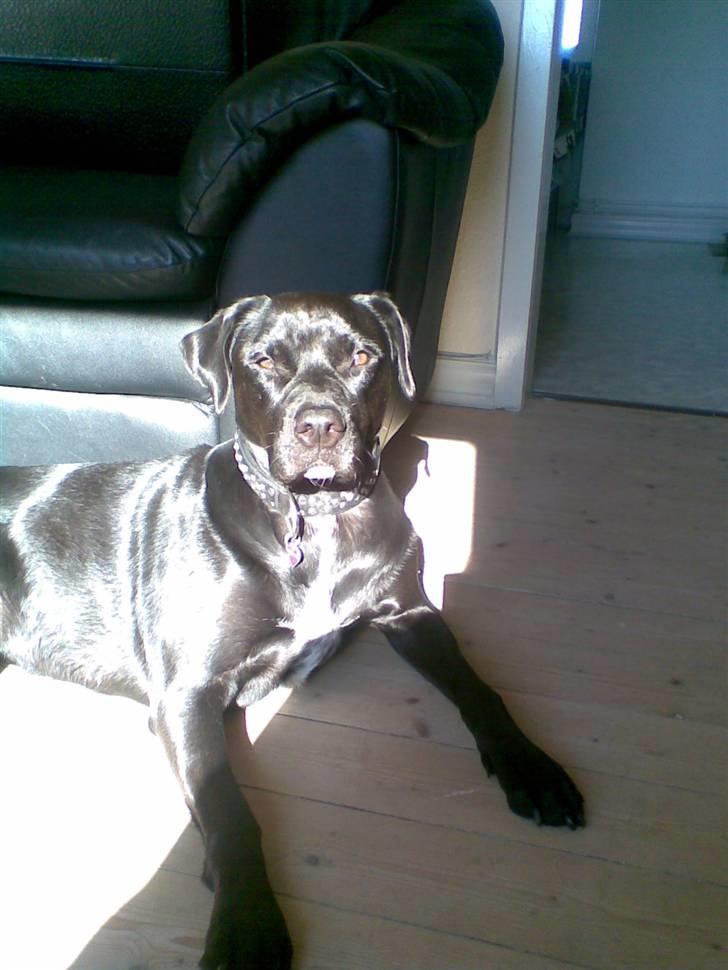 Blanding af racer Zasja *R.I.P.* :'-( - Dejligt at ligge i solen:-) billede 6