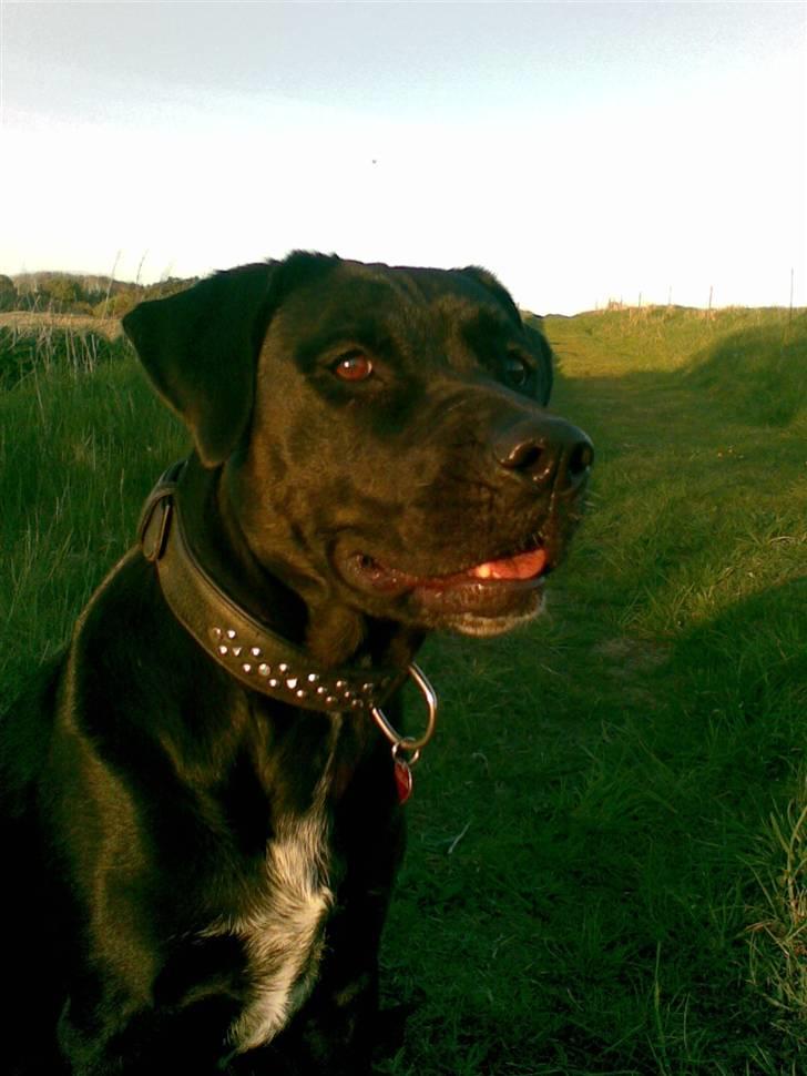 Blanding af racer Zasja *R.I.P.* :'-( - Er jeg ikke nuttet:-) billede 7