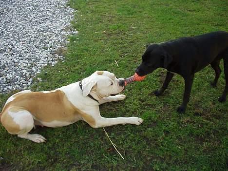 Blanding af racer Zasja *R.I.P.* :'-( - Det er min veninde Pølse:-) billede 8