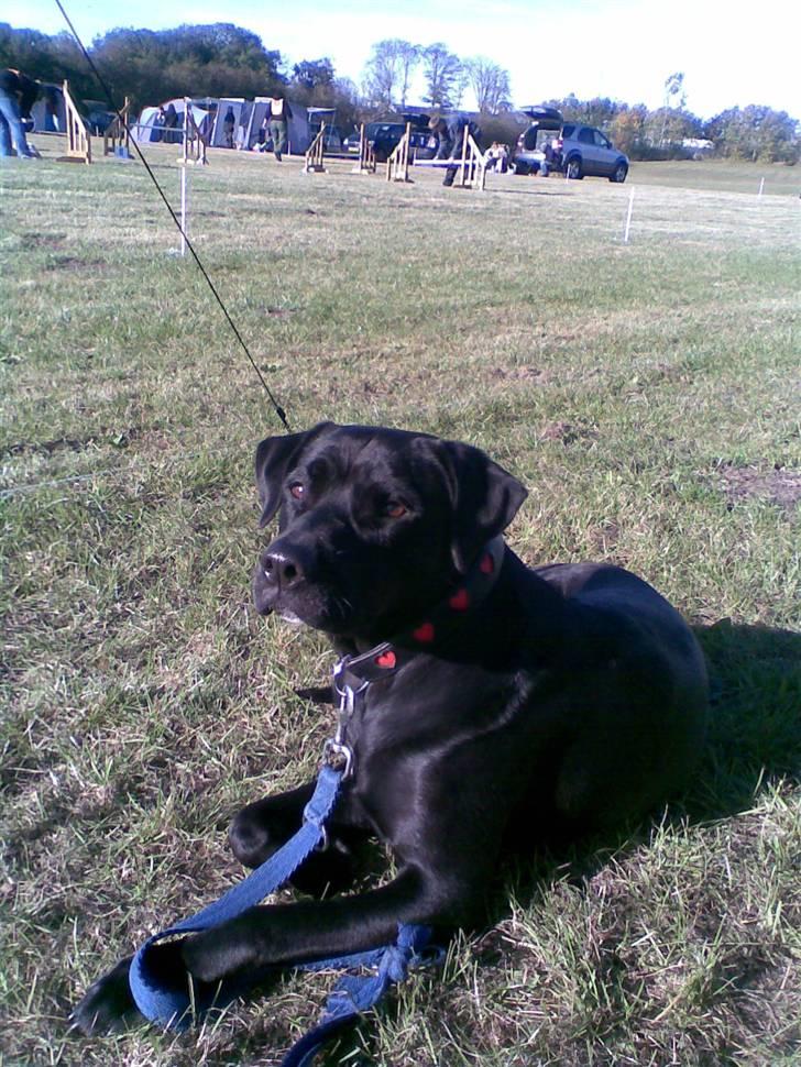 Blanding af racer Zasja *R.I.P.* :'-( - Ligger lige og slapper af efter en tur på agilitybanen!! billede 9