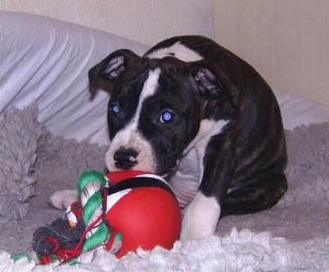 Amerikansk staffordshire terrier Staff-dog's Angel - Angel 2 måneder.. billede 3