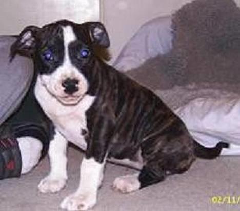 Amerikansk staffordshire terrier Staff-dog's Angel - ... billede 2