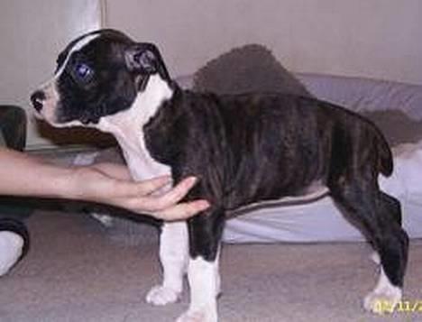Amerikansk staffordshire terrier Staff-dog's Angel billede 4