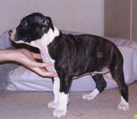 Amerikansk staffordshire terrier Staff-dog's Angel billede 5