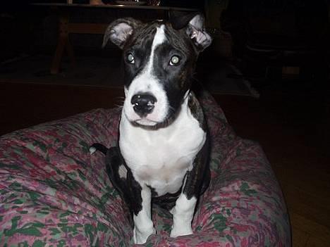 Amerikansk staffordshire terrier Staff-dog's Angel billede 6