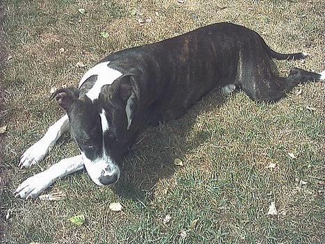 Amerikansk staffordshire terrier Staff-dog's Angel billede 7