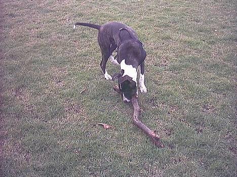 Amerikansk staffordshire terrier Staff-dog's Angel billede 8