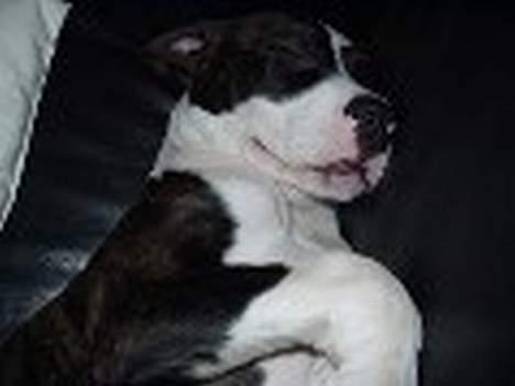 Amerikansk staffordshire terrier Staff-dog's Angel billede 9