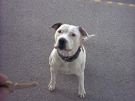 Amerikansk bulldog Staff-dog's Baby *RIP* billede 1