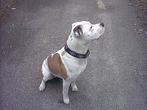 Amerikansk bulldog Staff-dog's Baby *RIP* billede 2