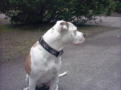 Amerikansk bulldog Staff-dog's Baby *RIP* billede 3