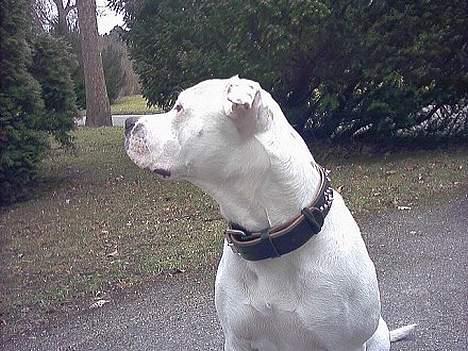 Amerikansk bulldog Staff-dog's Baby *RIP* billede 4