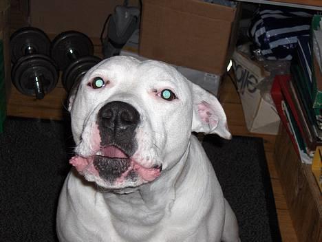 Amerikansk bulldog Staff-dog's Baby *RIP* billede 5