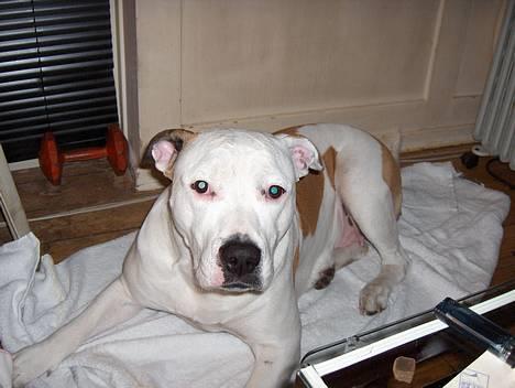 Amerikansk bulldog Staff-dog's Baby *RIP* billede 6