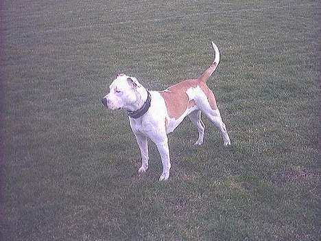 Amerikansk bulldog Staff-dog's Baby *RIP* billede 7