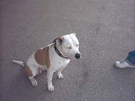 Amerikansk bulldog Staff-dog's Baby *RIP* billede 8